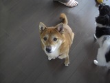 こっちにも大豆ください.jpg